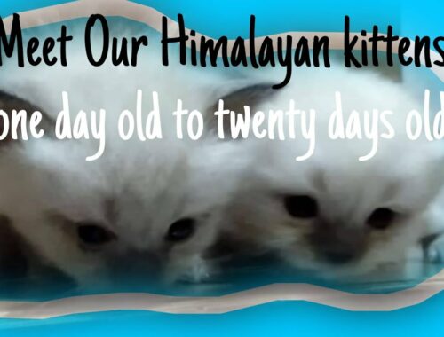 MEET OUR NEW KITTENS DORA & KIRAY | HIMALAYAN CAT
