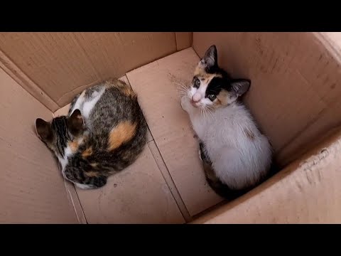 A Mother Cat With Three Kittens Living In A Cardboard Box.