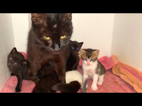 Mother cat talking to her kittens, very cute