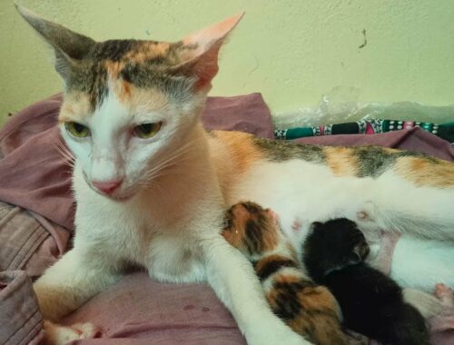 Tommy Gives Birth to 2 Kittens | Cat gives birth to kitten #catgivingbirth  #kittens  #animalbirth