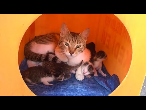 Mother cat forcefully cleaning her kittens, adorable