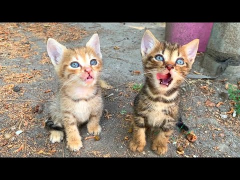 Fluffy kittens living in the backyard play wrestling