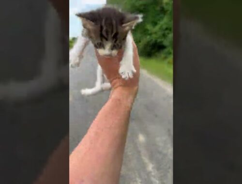 Guy Saving a Kitten Gets Ambushed by a Group of Them || ViralHog