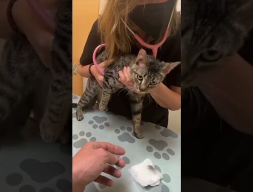 Street kitten visits the vet