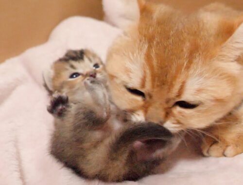 Kittens love to get groomed