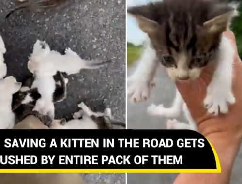 Kind hearted man saves kitten on road then gets ambushed by rest of the litter | Viral Video