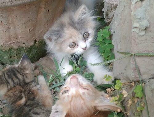 Rescue Kittens Hiding Behind Flower Pot And Fighting With Orphan Kitten