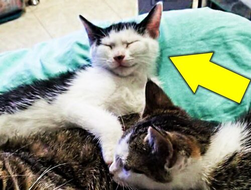 Couple Thought They’d Adopted Rare Kittens, But They Soon Realized Something Wasn’t Right