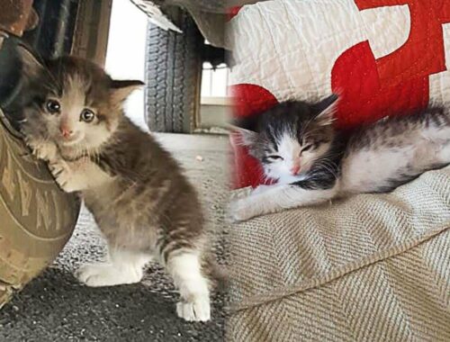 Guy Found a Frightened Kitten Under a Truck And Just Couldn't Say No To Her