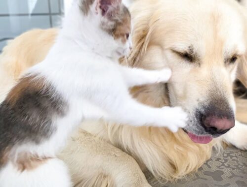 Golden Retriever Attacked by Baby Kitten while playing with ball