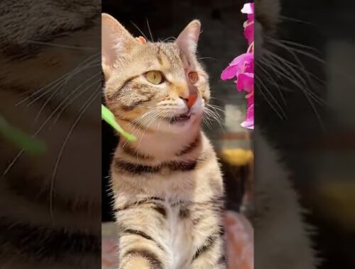 Funny Cats and Kittens Meowing you never seen  #Shorts