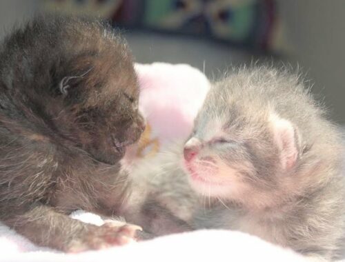Rescue 2 Newborn Kittens Who Turned To Adorable and Sweet