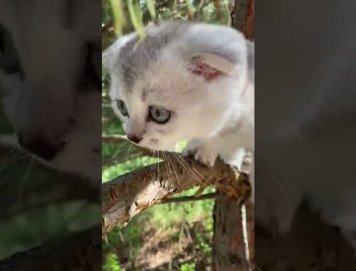 Cute Funny Cats, Kittens, Kitty, Funny, Adorable Playing Fur Babys