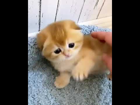 Cute Kittens Fighting #shorts #youtubeshorts #cats #kitten #wow