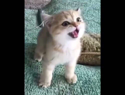 Funny cat  Cute animals Cat videos Cute kittens #Shorts #kitchen #cats  #shorts #funny #animals   5