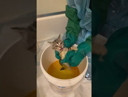 Ringworm Treatment in kittens Pt. 3: Lime Sulfur Dip