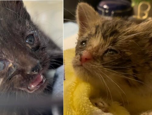 Emergency kitten rescue: finding sick kittens in a basement