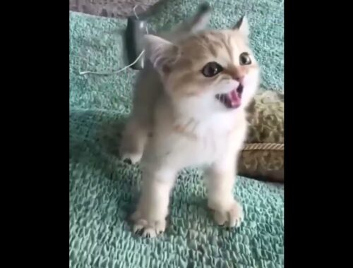 Funny cat  Cute animals Cat videos Cute kittens #Shorts #kitchen #cats  #shorts #funny #animals   4