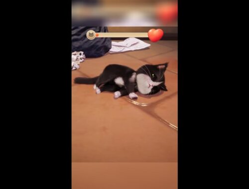Kitten Match: PERFECT Time with Cute Kitties COMPILATION!