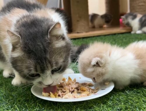 Kittens enjoy the taste of fried chicken thighs for the first time.