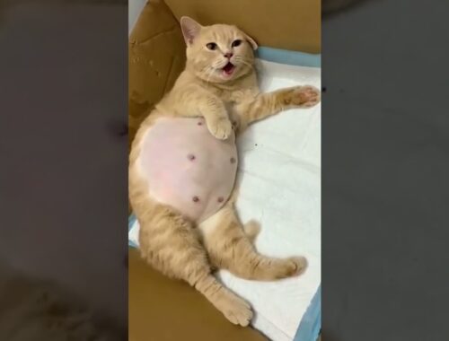 How beautiful is this cat after giving birth to kittens