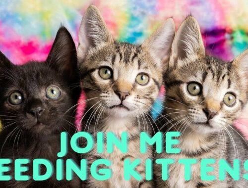 Feeding 19 Kittens + Cats - Join Me!