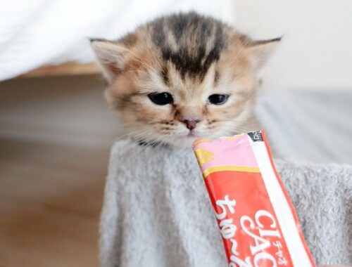 5 seconds before the kitten learns the deliciousness of treats...