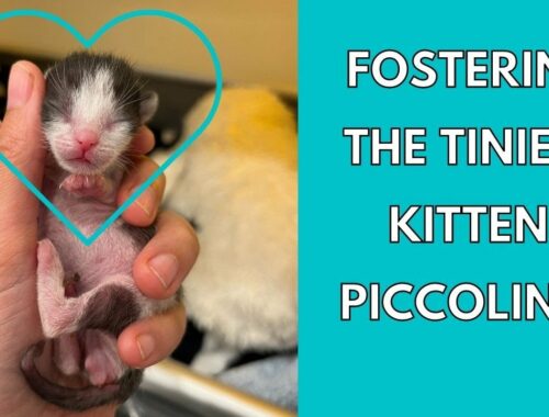 My New Tiny Foster Kitten, Piccolino