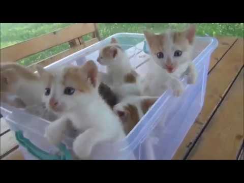 20 minutes of Funny cats and cute kittens meowing, purring, and hissing compilation (MAY 2019)
