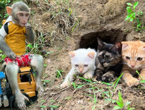 Smart Bim Bim helps a kittens stuck in a cave