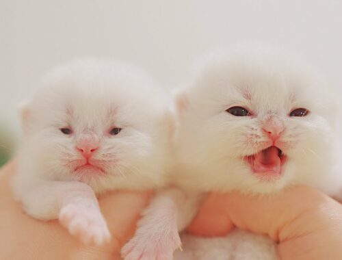 God, It's Unfair. Baby Kittens Open Eyes. Ugly Vs. Beautiful. @Golden Kittens
