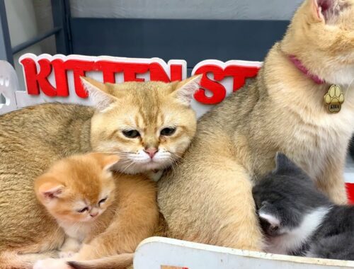 Amazing cat family where mom and dad teach and care for kittens together