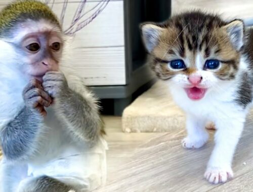 Baby monkey Susie takes care of meowing kittens and eats food at the same time