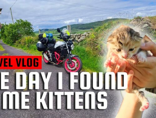 Solo camping: Lost my camera, but found some kittens!