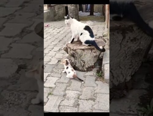 Cat playing with kittens #cat #kittens #shorts