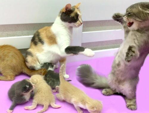 Two cat moms couldn't split kittens | Who the cute kittens will stay with
