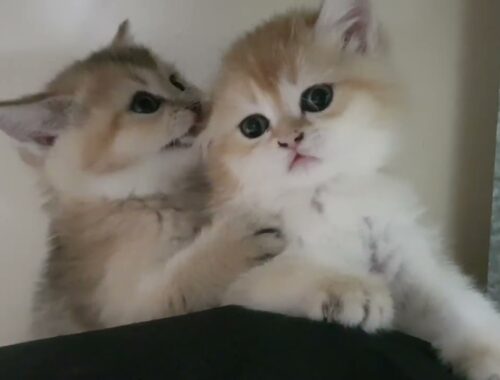 Cute kittens Lambo and Porsha playing together | British shorthair
