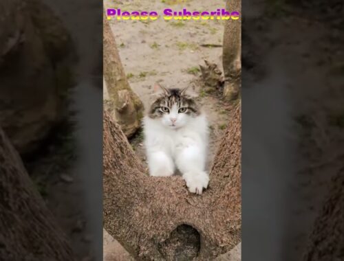 Funny Cats and Kittens Meowing Compilation #funnycat #cat #short #shortviral #cutecat 22