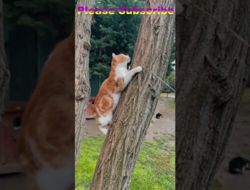 Funny Cats and Kittens Meowing Compilation #funnycat #cat #short #shortviral #cutecat 49