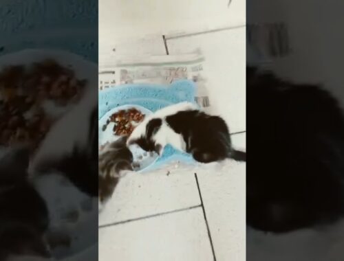 eating kittens