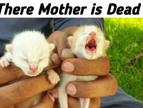 Try to save life of newborn abandoned kittens | Adopted and nursed by Foster Cat Charlie
