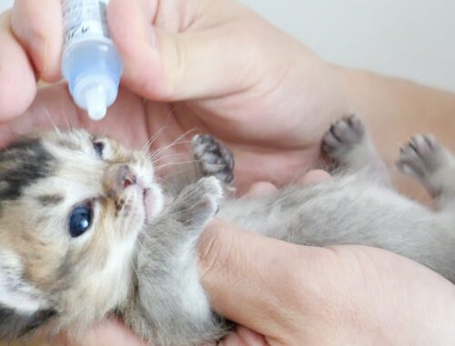 Kittens are also working hard to heal their eyes.