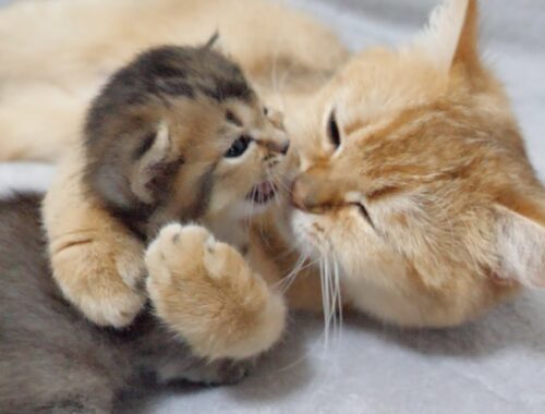 A daddy cat with a curt attitude and a doting mother cat