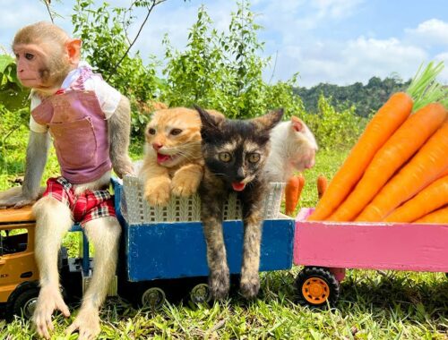 Bim Bim obediently harvest carrots to make sausages for kittens