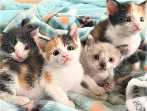 4 Precious Kittens Are Adorable and Feisty With Ear Wiggles