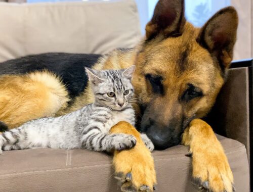 German Shepherd and Golden Retriever are Best Friends for Kitten