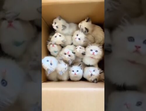 Happiness in one box |all himalayan kittens