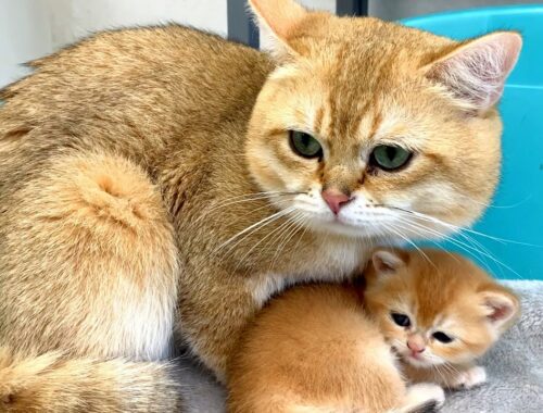 Dad cat and mom cat shared baby kittens
