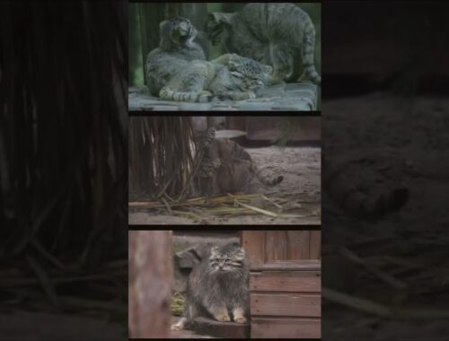 Pallas's cat kittens are playing