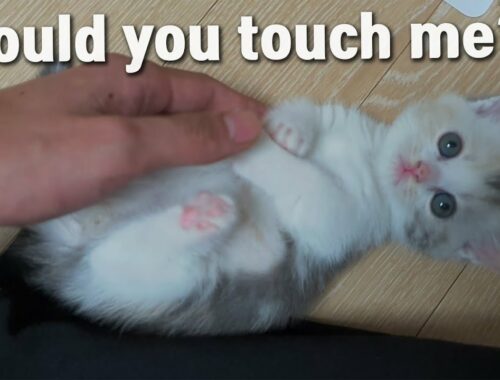 A Kitten Politely Asking to be Touched